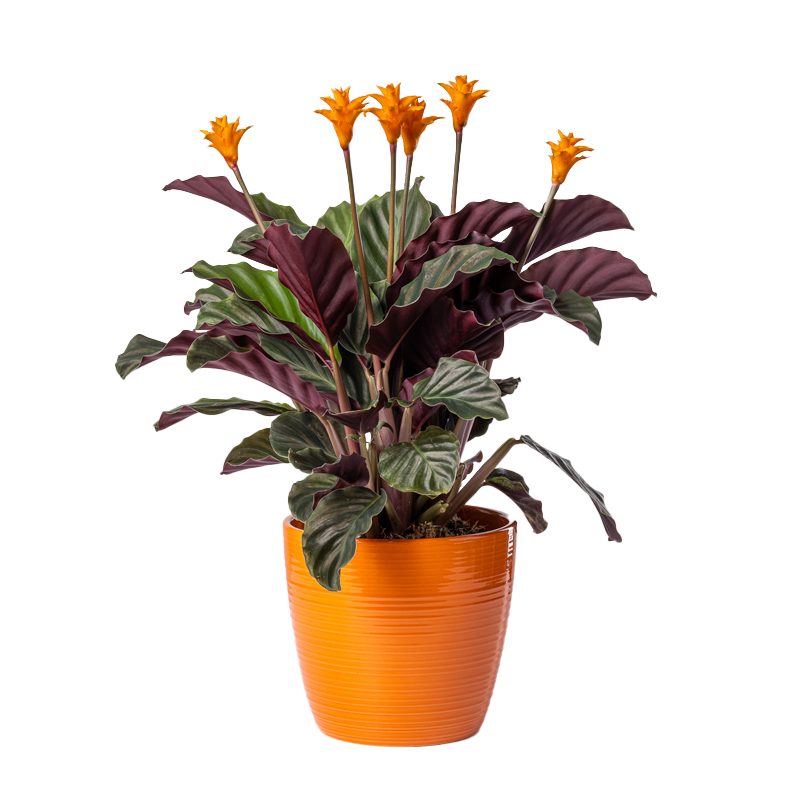 Calathea crocata Tassmania